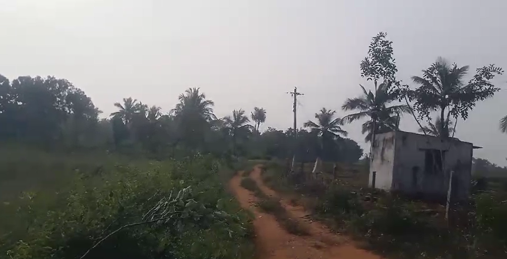  2 acre farm land for sale in Malavalli - Mandya district